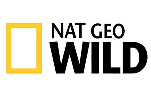 NAT GEO Wild Car Windows, Bumper. Hood, Side car Stickers&Decals(Yellow&Black)|B07SVMTRSN